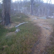 Barfrost gjorde stien fast og lettløpt. Utrolig deilig!